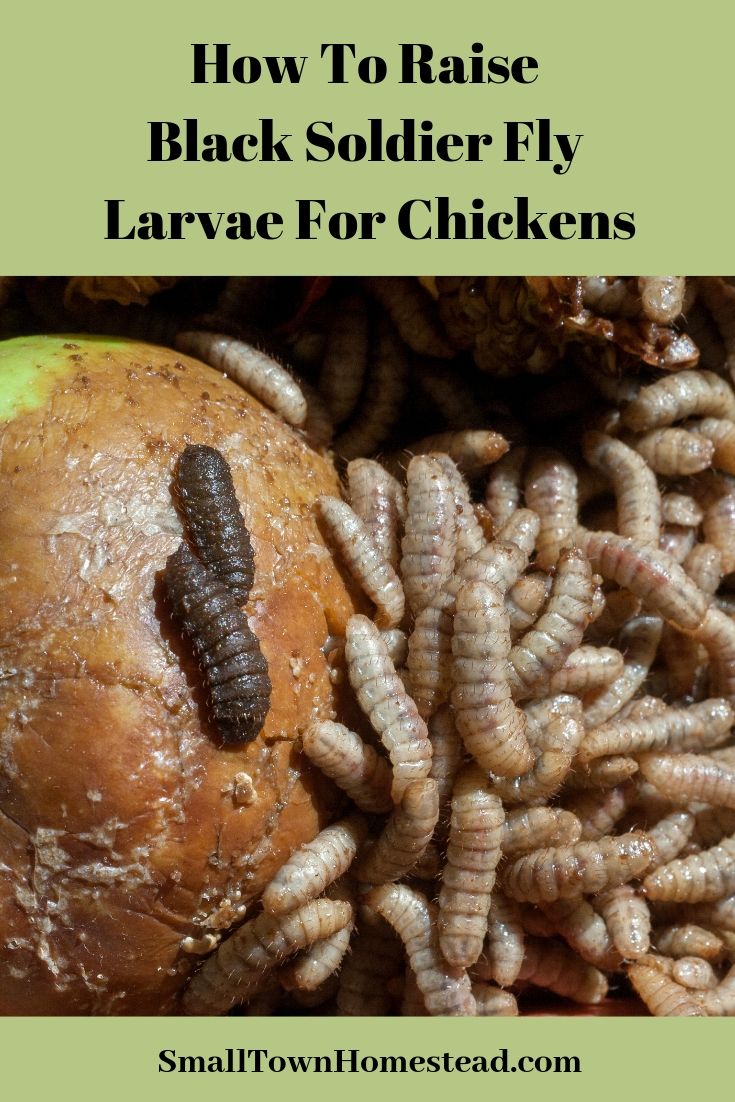Fly larvae images